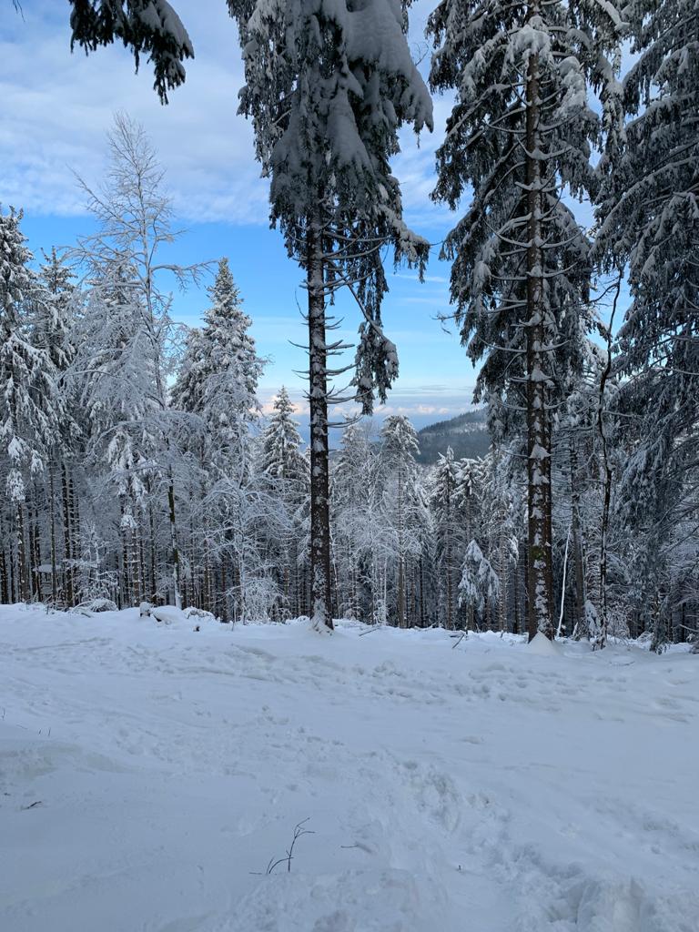 Geführte Nachtwanderung – Den Wald im Dunkeln erleben