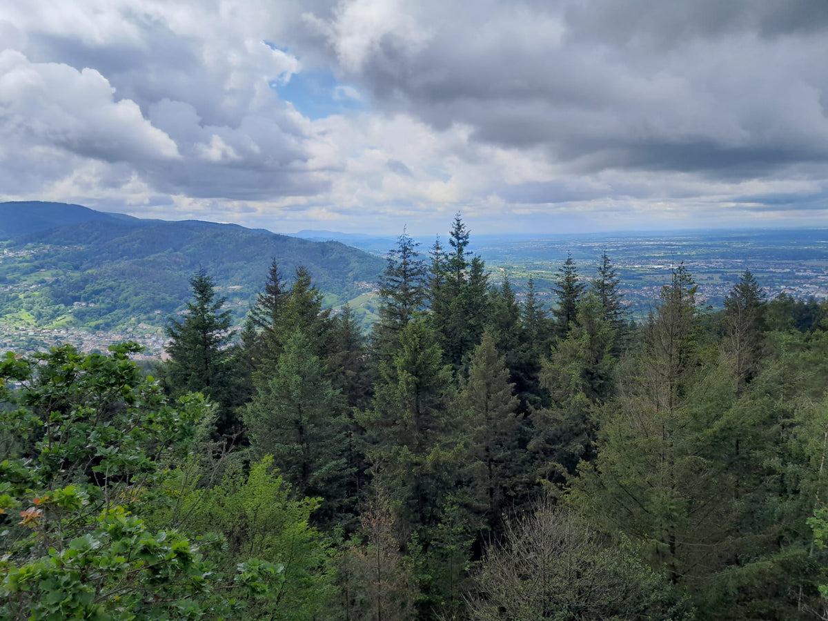 Geführte Nachtwanderung – Den Wald im Dunkeln erleben
